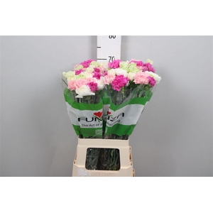 Di St Rainbow Pastel