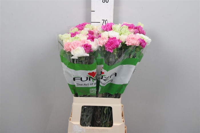 <h4>Di St Rainbow Pastel</h4>