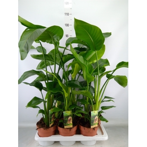 Strelitzia nicolai