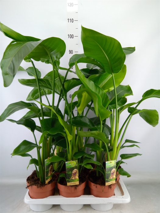 <h4>Strelitzia nicolai</h4>