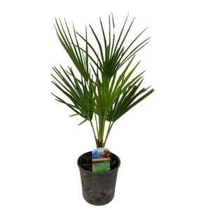 Chamaerops Humilis