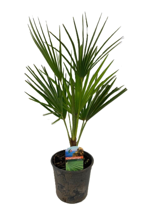 <h4>Chamaerops Humilis</h4>