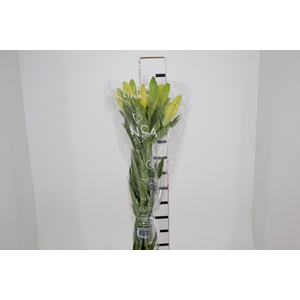 LIRIO NASHIVELLE 090 CM HA 3/4 FLS