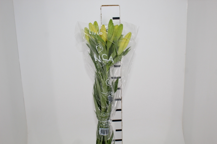 <h4>LIRIO NASHIVELLE 090 CM HA 3/4 FLS</h4>