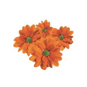 CRISANTEMO DARK ORANGE REAGAN 080 CM