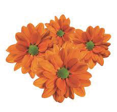 CRISANTEMO DARK ORANGE REAGAN 080 CM