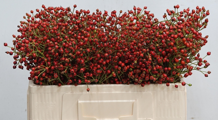 <h4>ROSA F AUTUMN SPLASH</h4>