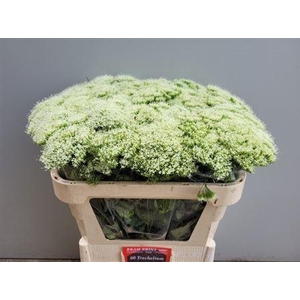 Trach Wh Lake Michig