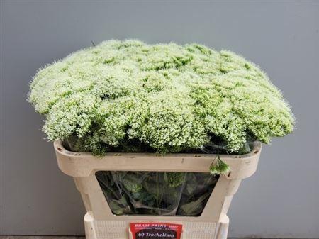 <h4>Trach Wh Lake Michig</h4>