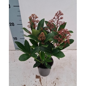 Rubella 9cm 4-6 bloem