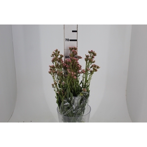 ACHILLEA MILLEFOLIUM BRANCA 060 CM