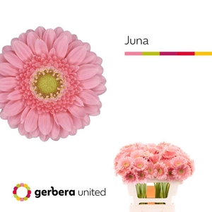 Ge Mi Juna