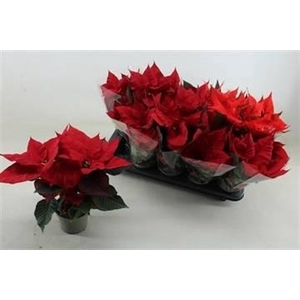 EUPHOR P CHR UNIVERS