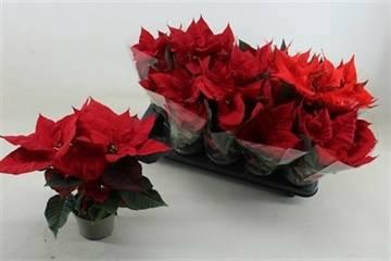 <h4>EUPHOR P CHR UNIVERS</h4>