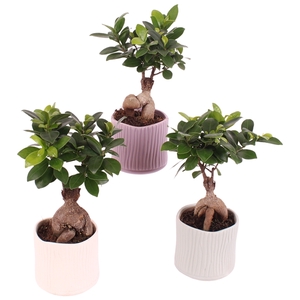 Ficus m. Ginseng Ball Shape Ø09cm in Ø10cm Ceramic SE570