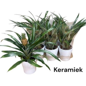 Ananas Ov In Keramiek Pot