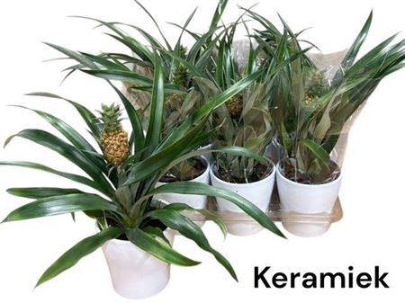 <h4>Ananas Ov In Keramiek Pot</h4>