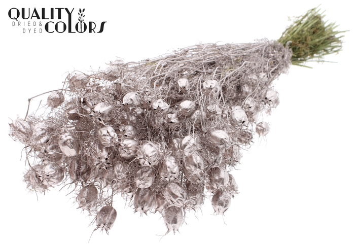 Nigella per bunch Champagne