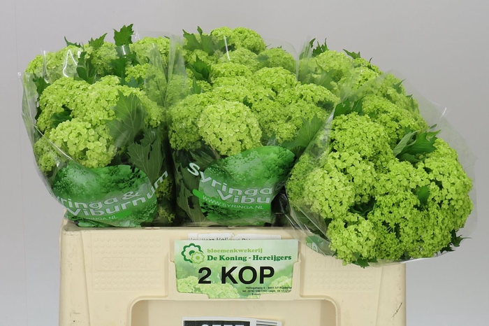 <h4>Viburnum Roseum</h4>