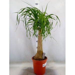 Beaucarnea recurvata