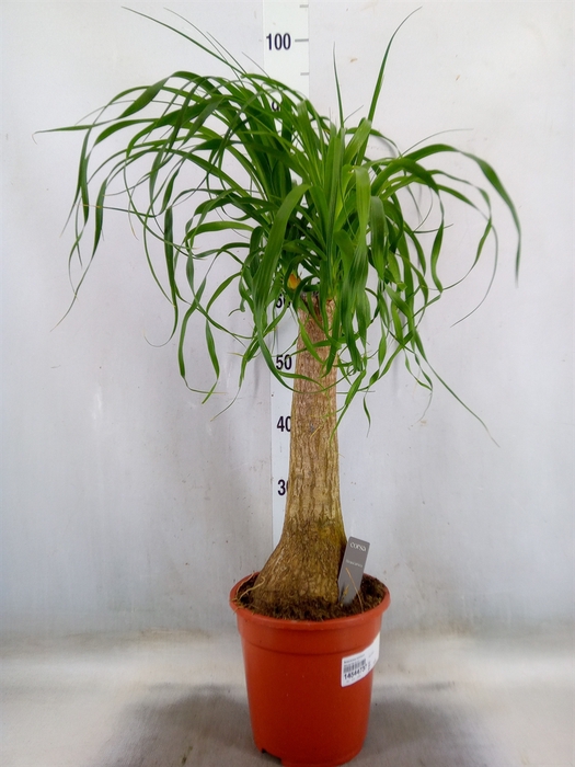 <h4>Beaucarnea recurvata</h4>