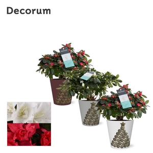 Azalea 12 cm Decorum Mix Cozy in Smartcup Starlight