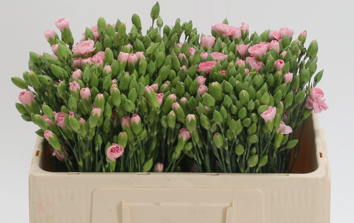 <h4>DI TR MONTANA</h4>