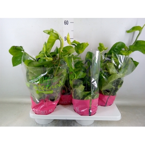 Epipremnum pinn. 'Global Green'