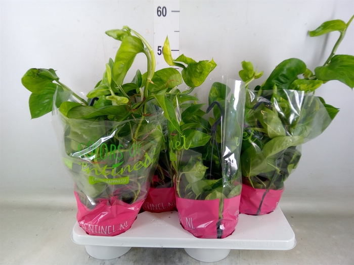 <h4>Epipremnum pinn. 'Global Green'</h4>