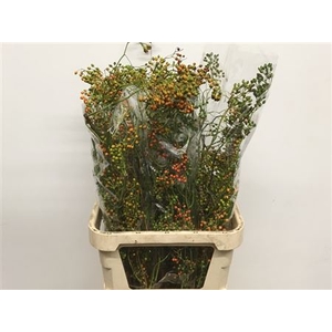 Rosa Corallo Orange Green