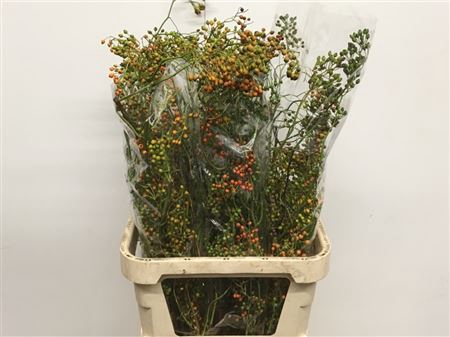 <h4>Rosa Corallo Orange Green</h4>