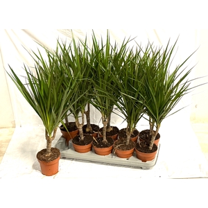 DRA MARGINATA