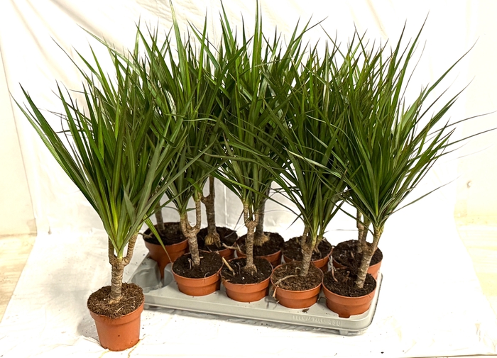 <h4>DRA MARGINATA</h4>