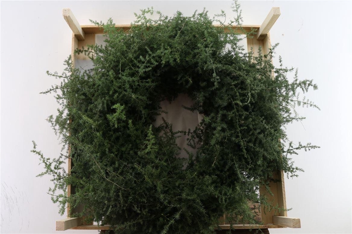 <h4>Wr Asparagus 60cm</h4>