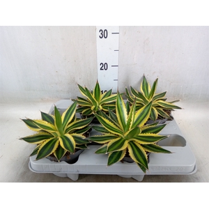 Agave lophantha 'Quadricolor'
