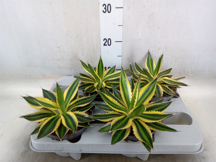 <h4>Agave lophantha 'Quadricolor'</h4>