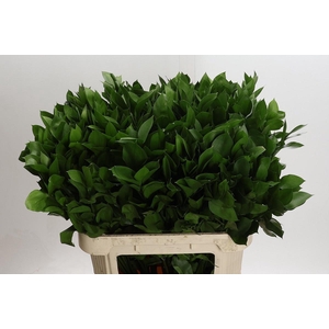 RUSCUS HYPOPHYLLUM