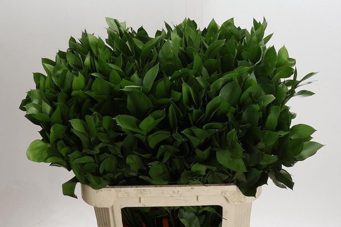 <h4>RUSCUS HYPOPHYLLUM</h4>