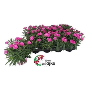 DIANTHUS PEMAN P12