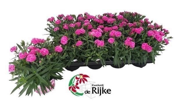 <h4>DIANTHUS PEMAN P12</h4>