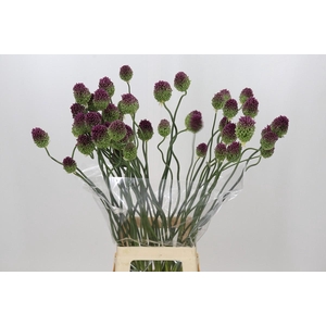 Allium Dancing Tancho