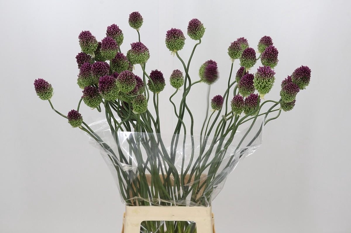 <h4>Allium Dancing Tancho</h4>