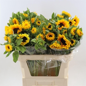 Helianthus Vincent's Choice