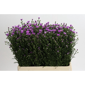 Aster Casarosa