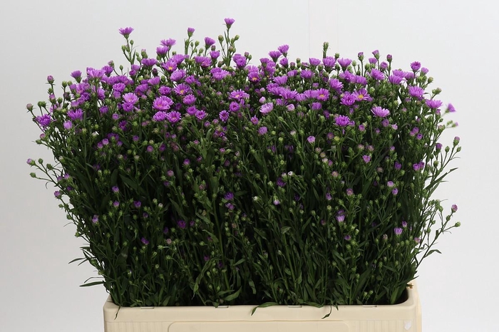 <h4>Aster Casarosa</h4>