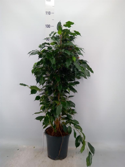 <h4>Ficus benja. 'Danielle'</h4>