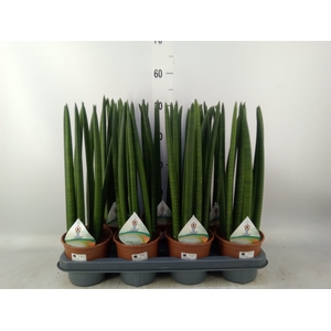 Sansevieria   ...