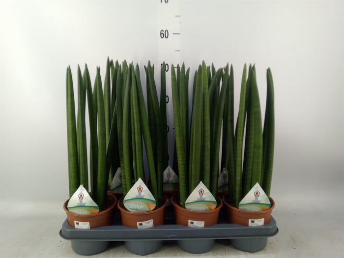 <h4>Sansevieria   ...</h4>
