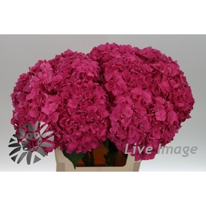 Hydrangea rodeo red