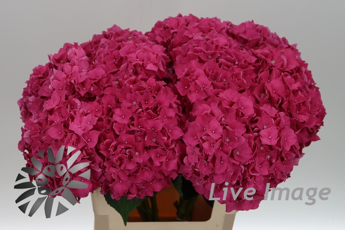 <h4>Hydrangea rodeo red</h4>